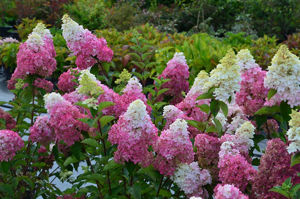 Obraz Hydrangea